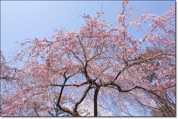 ps京都　桜 108-001
